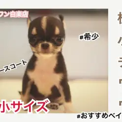 【 極小チワワ 】月齢55日にして驚異の354g!!しかもレアなスムースコートが白楽店に登場!