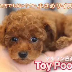 【 トイ・プードル 】毛巻き&毛量は100点!!女性にオススメしたい小さめベイビー!