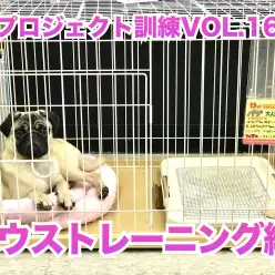 【 わんこのトレーニング 】重要!ハウストレーニング編/PROJECT KUNREN VOL.16