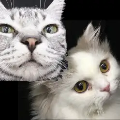 【 大倉山店ユーザーコラム 】アメショーとラガマフィンのパパのコラム ～第5話多頭生活のあれこれのお話～