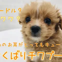 【 MIX・チワプー 】チャームポイントばっかり！居るだけで可愛い欲張りチワプー！