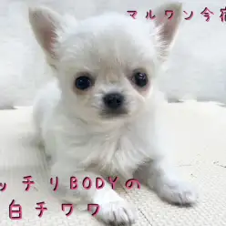 【 クリームチワワ 】生後56日で521g！ムッチリだけど小さめ！チワワちゃん専用お散歩情報も！