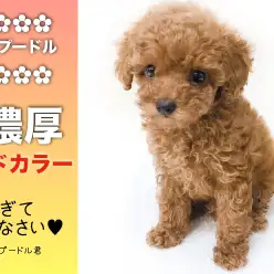【 トイ・プードル 】新横浜エリアの方に朗報!!超濃厚レッドなコンパクトベイビーがやってきた!!
