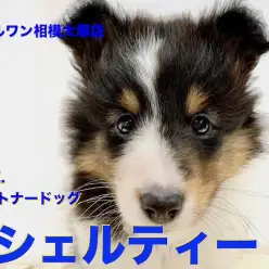 【 シェットランドシープドッグ 】神奈川No.1の美形!?心優しきパートナードッグ！アシンメトリーなシェルティ！