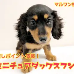 【 ミニチュア・ダックスフント 】足立区ナンバーワンの均整のとれたルックスが魅力！