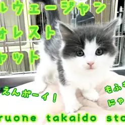 【 ノルウェージャンフォレストキャット 】青い美しい毛並みに大注目！！将来有望な大人気長毛美ネコ♪