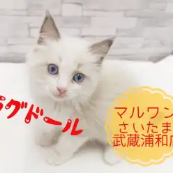 【 ラグドール 】全ての人を魅了する可愛いラグドールちゃん！！10000ボルトの瞳を徹底紹介します！！