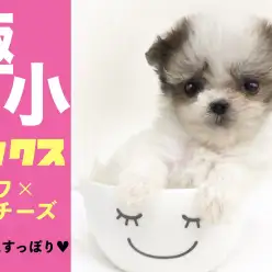 【 極小チワマル 】生後58日で驚きの350g!!極小ティーカップMIX!!手の中にすっぽり!
