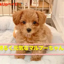 【 MIX 】元気で可愛いマルプーちゃん
