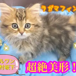 【 ラガマフィン 】美猫！！愛され顔のアイドルにゃんこ登場