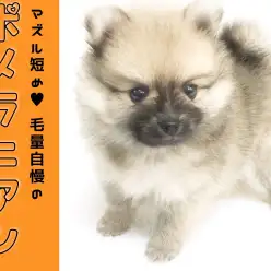 【 ポメラニアン 】横浜で一番のたぬき顔！短めマズルとツートンボディであなたの心を奪います♥