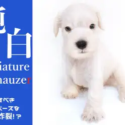 【 ミニチュア・シュナウザー 】なめらかな純白シルキーボディと愛すべきマイペースっぷりを大炸裂!!