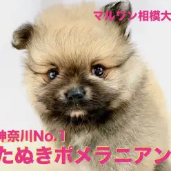 【 ポメラニアン 】神奈川No.1の茶色たぬき！驚愕の毛量とマズルの短さ！大和・座間・海老名の方必見！