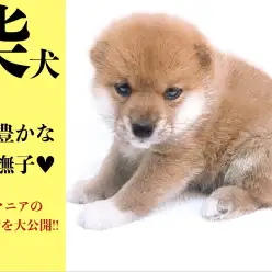 【 柴犬 】表情豊かな大和撫子!!柴犬マニアのお散歩術を大公開!!