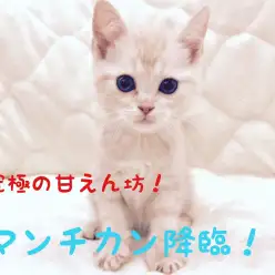 【 マンチカン 】猫とのラブラブな生活をしたい方必見！超絶甘えんboy降臨！！