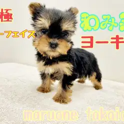 【 ヨークシャーテリア 】究極ベビーフェイス？！杉並区NO.1の和み系ヨーキー登場！！