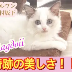 【 ラグドール 】お手入れ慣れ・抱っこ慣れバッチリ！！才色兼備な極上お嬢様！
