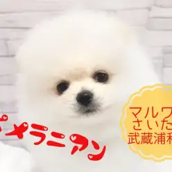 【 ポメラニアン 】さいたまの可愛すぎるアザラシ系ポメラニアン！！