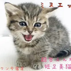 【 ミヌエット 】ヘソ天上手の短足猫ちゃん！ミヌエットちゃんとの生活のポイントもご紹介！