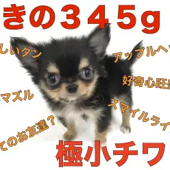 【 超極小チワワ 】横浜元町に衝撃が奔る！生後60日で345g！！