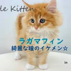 【 ラガマフィン 】美形でイケメン☆まさに美にゃんこ！