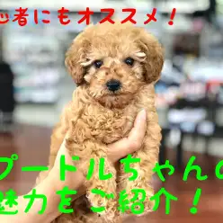 【 トイ・プードル 】初心者にオススメ！！夢のワンコライフを始めませんか？？