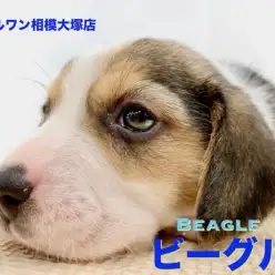 【 ビーグル 】世界一有名なキャラクターのモデル犬!アナタの隣に寄り添ってくれる相棒を大和市からご紹介!