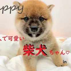 【 柴犬 】きれいな茶色とクマ顔が魅力！愛しい姿に胸キュン♡
