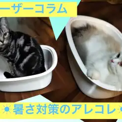 【 大倉山店ユーザーコラム 】アメショーとラガマフィンのパパのコラム ～第6話暑さ対策のあれこれのお話～