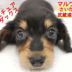 【 ミニチュア・ダックスフント 】生後50日でわずか600gの黒ダックス登場！！わんことの正しい遊び方も公開！