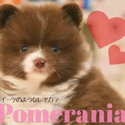 【 ポメラニアン 】モフモフどころじゃない毛量！スイーツみたいなレアカラーが可愛すぎる！