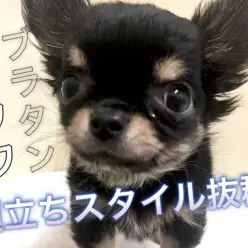 【 チワワ・ロングコート 】パパはJKCチャンピオン!小さめサイズの王子様!