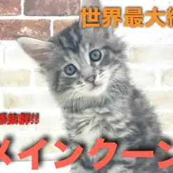 【 メインクーン 】存在感抜群!! 猫種最大級サイズ! 世界一の猫!!