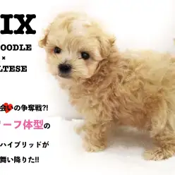 【 MIX犬 】運命の出会いの争奪戦?!超ドワーフ体型のスーパーハイブリッドが鶴見店に舞い降りた!!