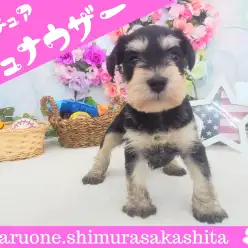 【 ミニチュア・シュナウザー 】令和に癒し顔の穏和なプリンセス登場！！
