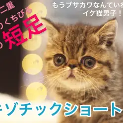 【 エキゾチックショートヘア 】鼻ぺちゃ度100点満点のビューティフルフェイス！