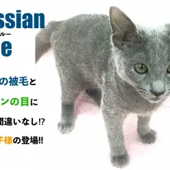 【 ロシアンブルー 】青い被毛と緑の目に虜になること間違いなし！猫の王子様が鶴見店に登場！