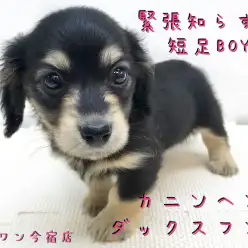 【 カニンヘン ダックスフント 】初めての方必見！おっとり短足男子の魅力をご紹介！