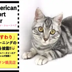 【 アメリカンショートヘア 】驚愕のおすわりにゃんこに大変身！