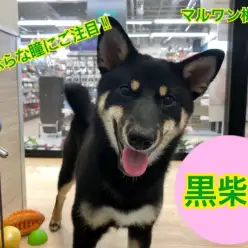 【 柴犬 】つぶらな瞳と滑らかな触り心地の極上な被毛に大注目!