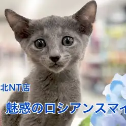 【 ロシアンブルー 】魅惑のロシアンスマイルにスタッフもメロメロ♡