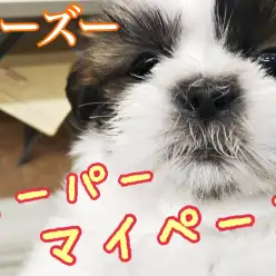 【 シーズー 】お家が笑顔に包まれる事間違いなし！驚異ののんびり屋ワンコ登場