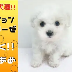 【 ビションフリーゼ 】動く綿あめ!!理想的なお顔立ちとボリューム満点な被毛は横浜でNO.1!