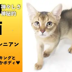 【 アビシニアン 】神猫が横浜・大倉山店に降臨!!クールに見えて遊び好きな超甘えん坊さん!!