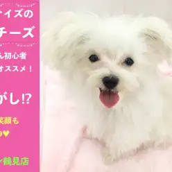 【 マルチーズ 】ワンちゃん初心者の方にもオススメ！まるでわたがし⁉極小マルちゃん！