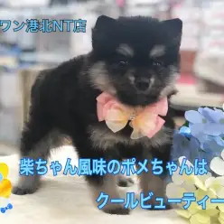 【 ポメラニアン 】柴ちゃん風味のポメちゃんは クールビューティー