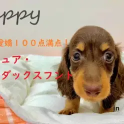 【 ミニチュア・ダックスフント 】元気いっぱい短足女子！お家のアイドル間違いなし!