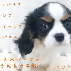 【 キャバリア 】神奈川県内の方必見の愛されキャラ！？3つのポイントを徹底分析！