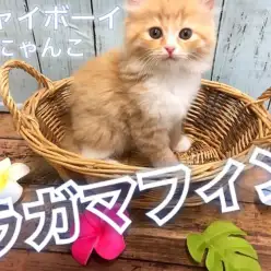 【 ラガマフィン 】超絶イケメンの超毛量ニャンコ!モフモフ好きの方は要必見!!