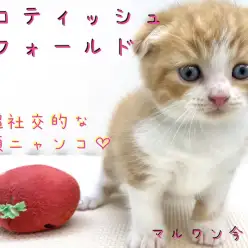 【 スコティッシュフォールド 】まるがお・たれ耳の温厚にゃんこ!食育方法も伝授!